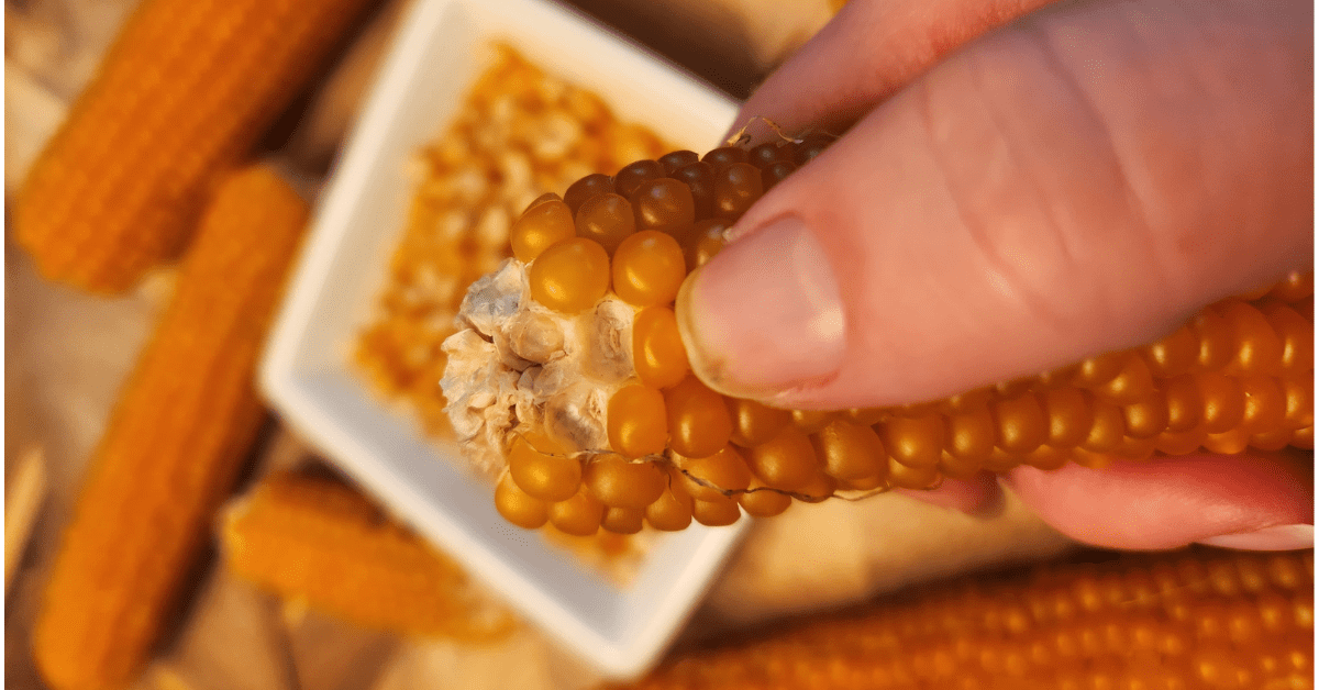 hand removing popcorn kernel. White dish with kernels and popcorns on the cob in the background